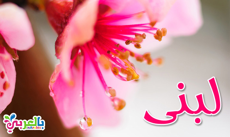 أجمل أسماء البنات من وحي الزهور اسماء بنات ومعانيها بالعربي نتعلم