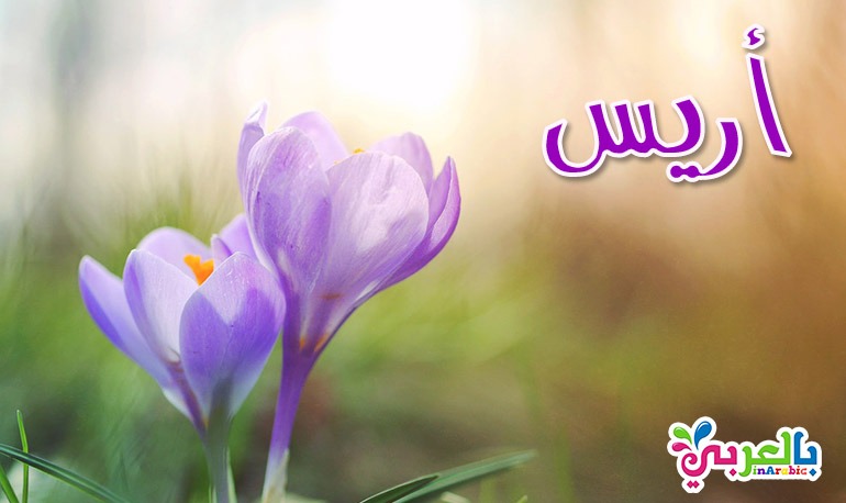 معنى أسم أريس - اسماء بنات ومعانيها