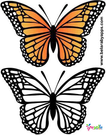Butterfly template print باترونات فراشات مرسومة