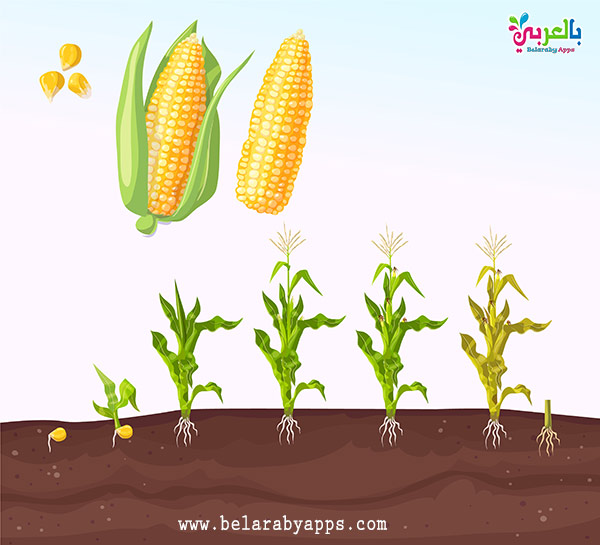 Plant Life Cycle Diagram For Kids