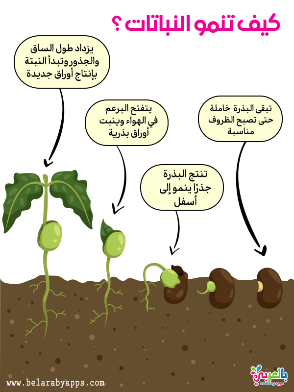 رسم دورة حياة النبات - مراحل نمو النباتات بالصور انفوجرافيك 