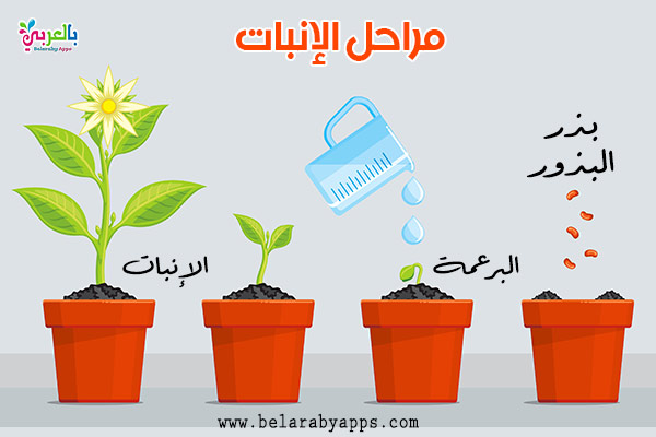 رسم دورة حياة النبات مراحل نمو النباتات بالصور انفوجرافيك بالعربي نتعلم