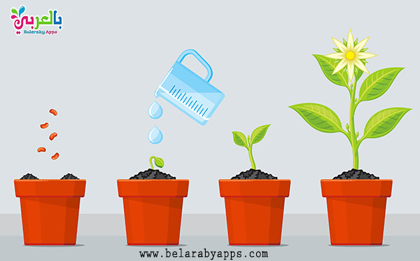 Stages Of Plant Growth Diagram - Lesson Worksheet The Life Cycle Of Flowering Plants Germination And Growth Nagwa, Maybe you would like to learn more about one of these?