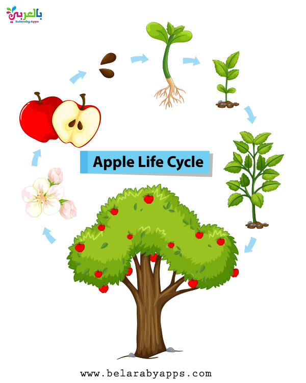 Plant Life Cycle Diagram For Kids - Science Posters ⋆ بالعربي نتعلم