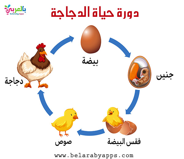 دورة حياة الفراشة للاطفال