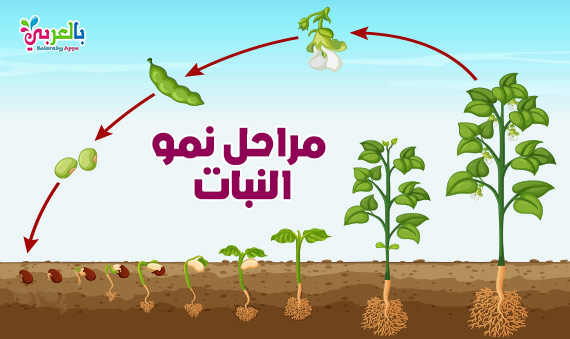 رسم دورة حياة النبات مراحل نمو النباتات بالصور انفوجرافيك بالعربي نتعلم