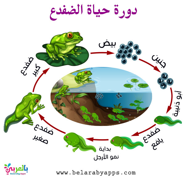 دورة حياة الفراشة للاطفال