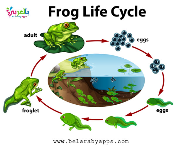 Life Cycle Of Animals For Kids