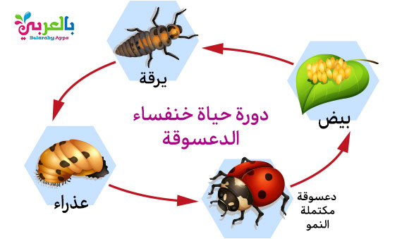 دورة حياة الفراشة بالترتيب هي