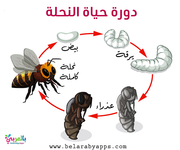 دورة حياة الخنفساء