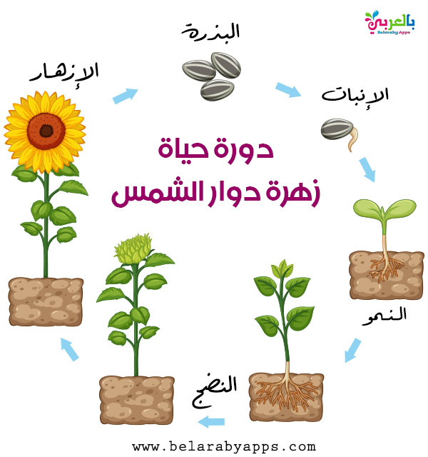 يزور يركض مكون صور عن دورة حياة النبات مع ملصقات 