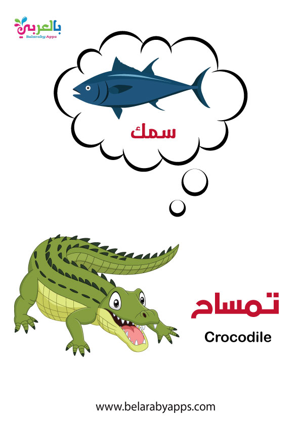 بطاقات أسماء حيوانات الغابة بالصور وحدة الحيوانات رياض اطفال بالعربي نتعلم