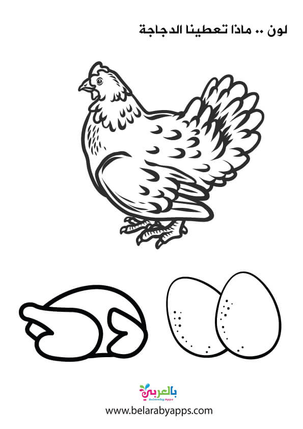 رسومات للتلوين عن وحدة الغذاء .. ماذا نستفيد من الدجاج 