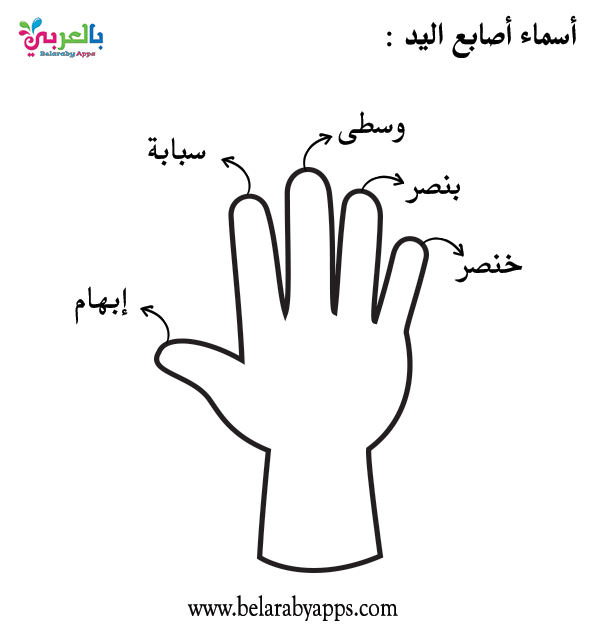 أسماء اصابع اليد ورقة عمل