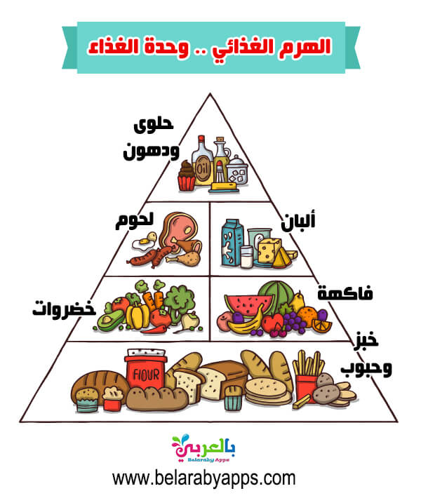 توجد الدهون والسكريات في قاعدة الهرم الغذائى